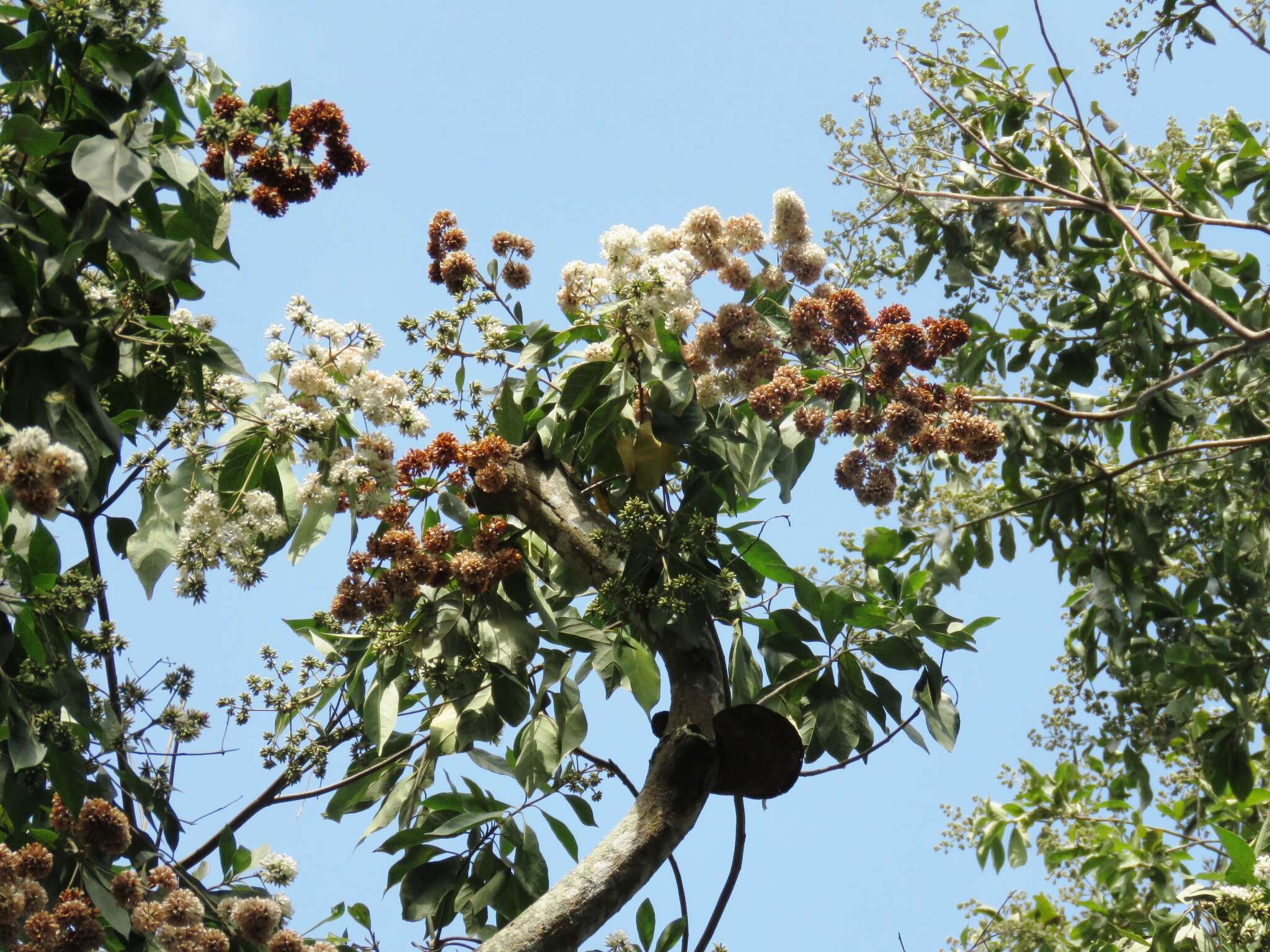 Слика од Cordia trichotoma (Vell.) Arrab. ex Steud.