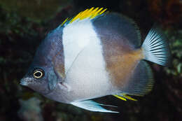 Image of Black Pyramid Butterflyfish