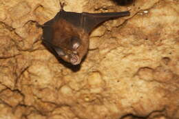 Image of little Japanese horseshoe bat