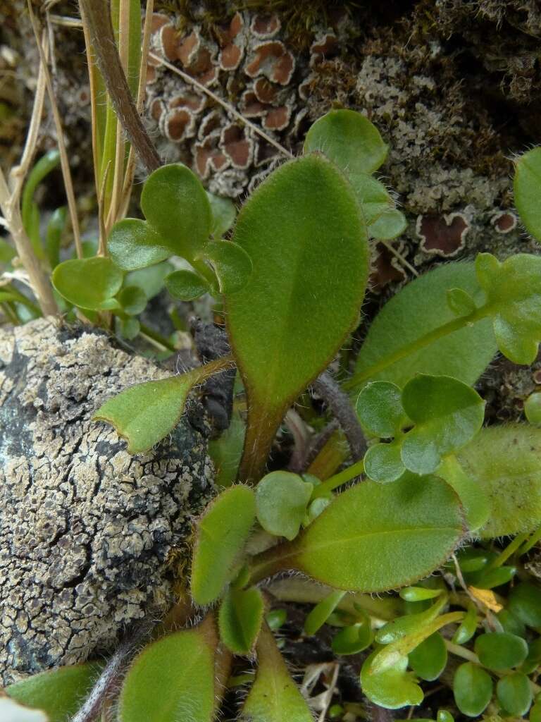 Image de Myosotis lyallii subsp. lyallii