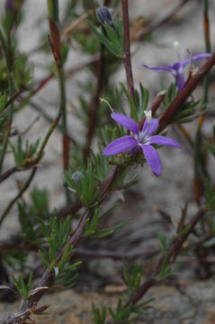 Image of Theilera