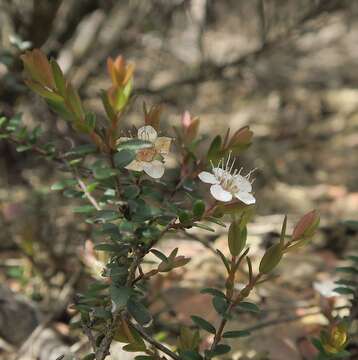 Image de Euryomyrtus denticulata (Maiden & Betche) Trudgen