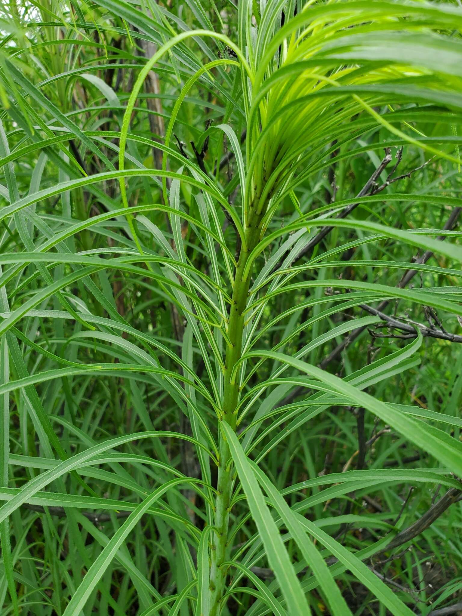 Plancia ëd Helianthus salicifolius A. Dietr.