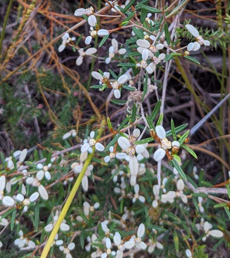 Image of Spyridium vexilliferum var. vexilliferum