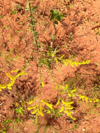 Image of Small's goldenrod