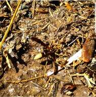 Image of Polistes comanchus navajoe Cresson 1868