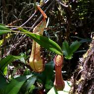 Image of Nepenthes tobaica Danser