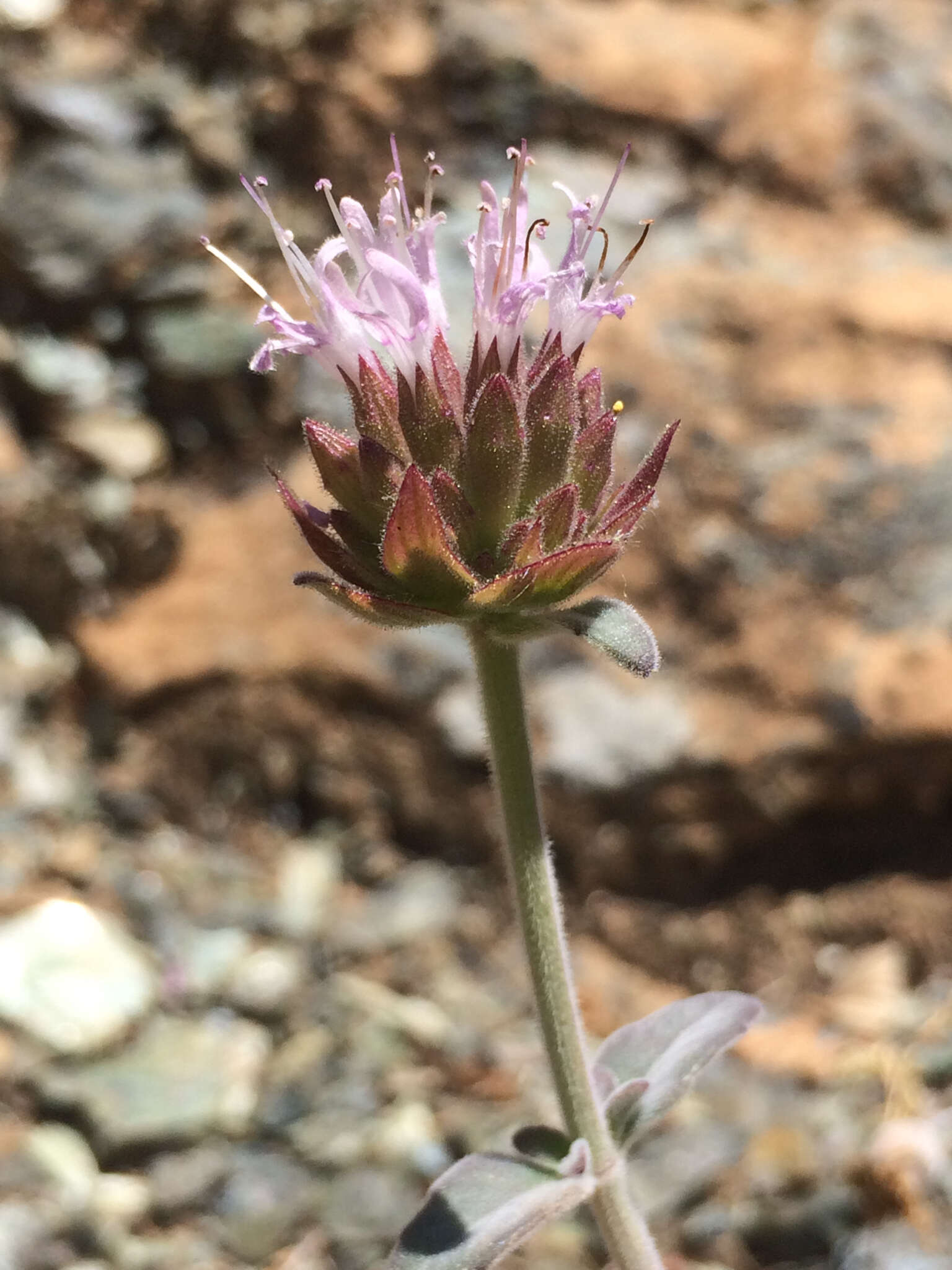 Image of Feather River monardella