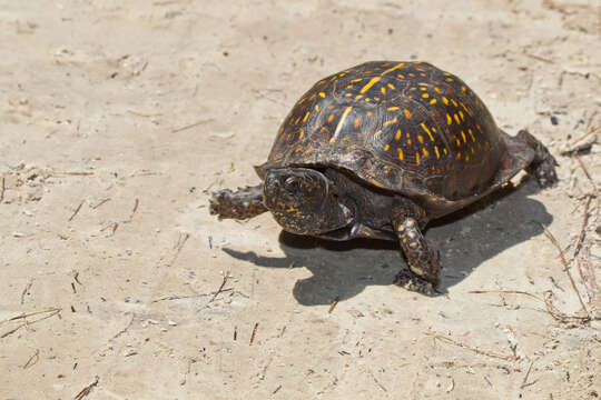 Image of Gulf Coast box turtle
