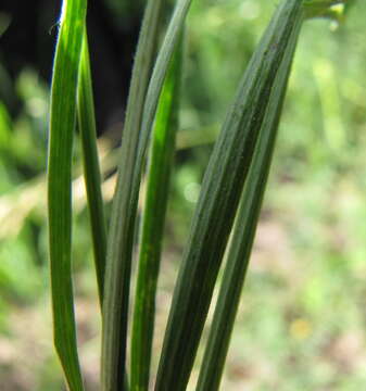 Image of Lathyrus pannonicus subsp. collinus (J. Ortmann) Soo