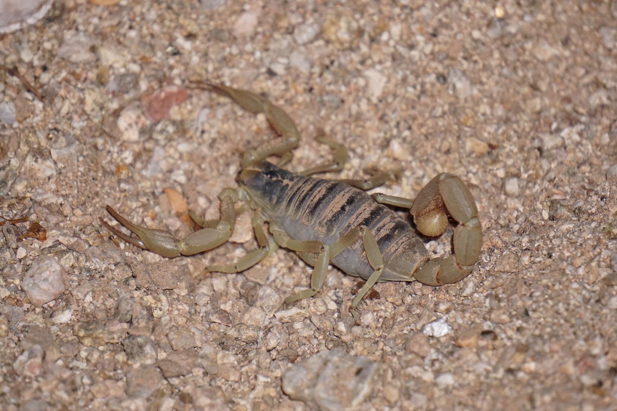 Image of Arizona Hairy Scorpion