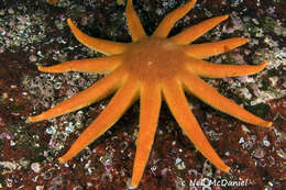 Image of Morning sun star