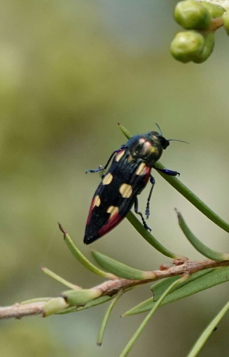 Imagem de Castiarina producta (Saunders 1868)