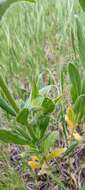 Helianthemum ledifolium (L.) Miller resmi