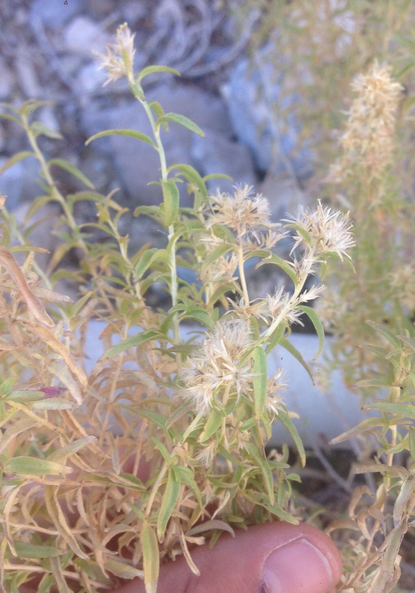 Imagem de Brickellia longifolia S. Wats.