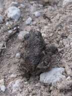 Image of Amargosa toad