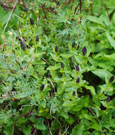 Image of Bog Gentian