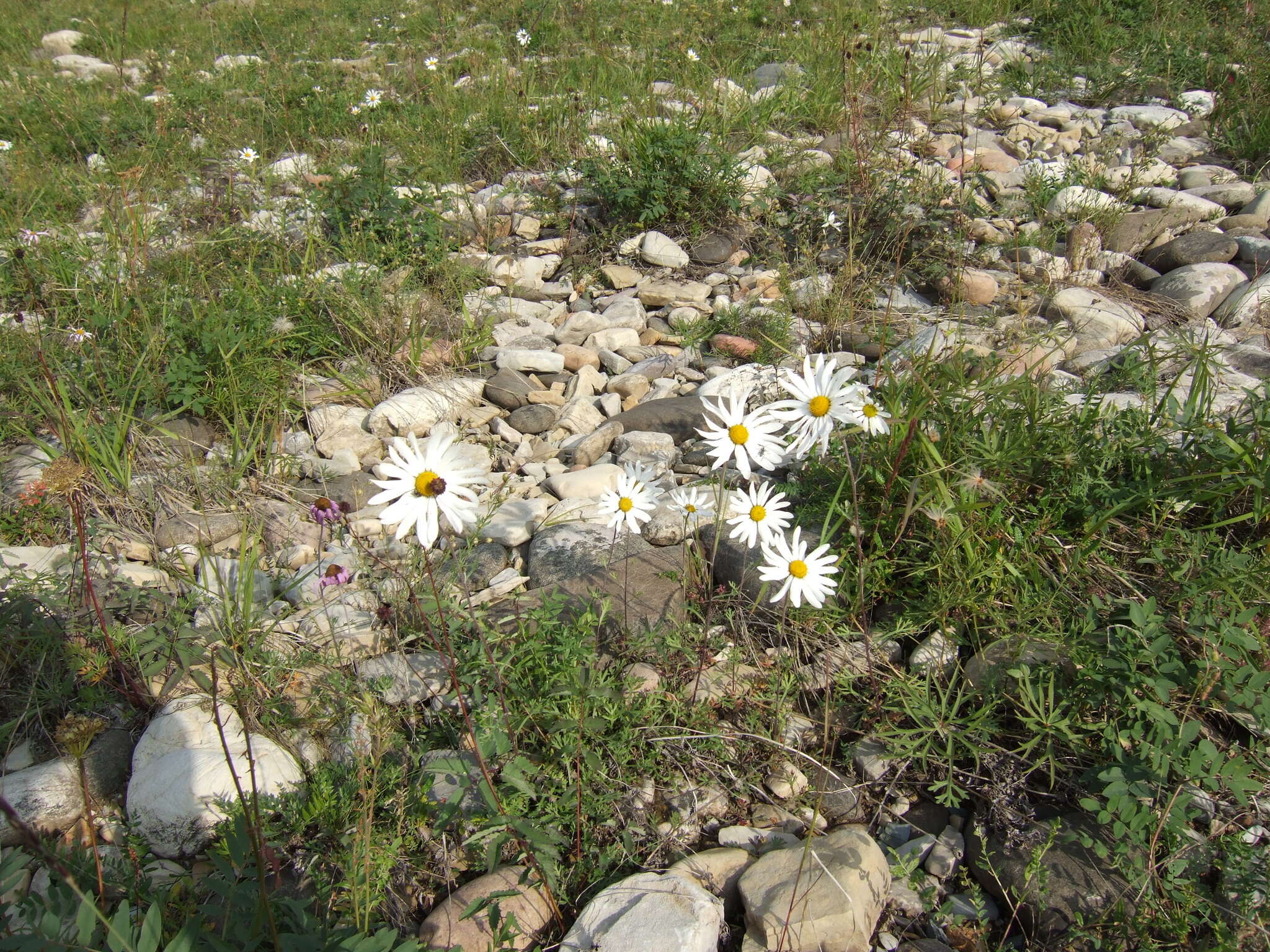 Image of Chrysanthemum zawadskii subsp. peleiolepis (Trautv.) A. V. Grebenjuk & Czepinoga