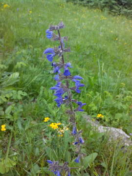 Imagem de Salvia pratensis L.