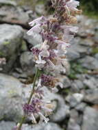 Image de Nepeta nepetella L.