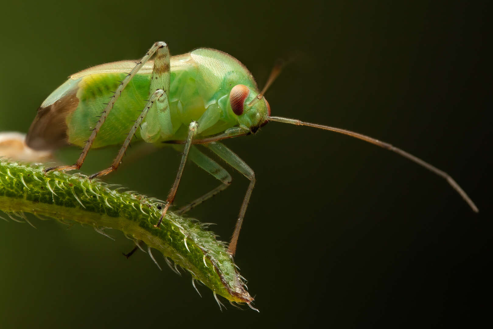 صورة Apolygus spinolae (H. Meyer-Dur 1841)