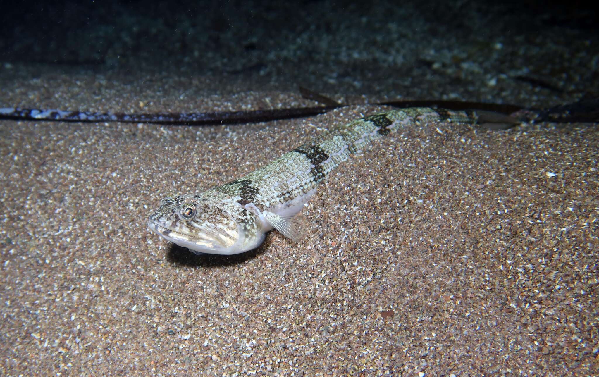 Image of Atlantic Lizardfish