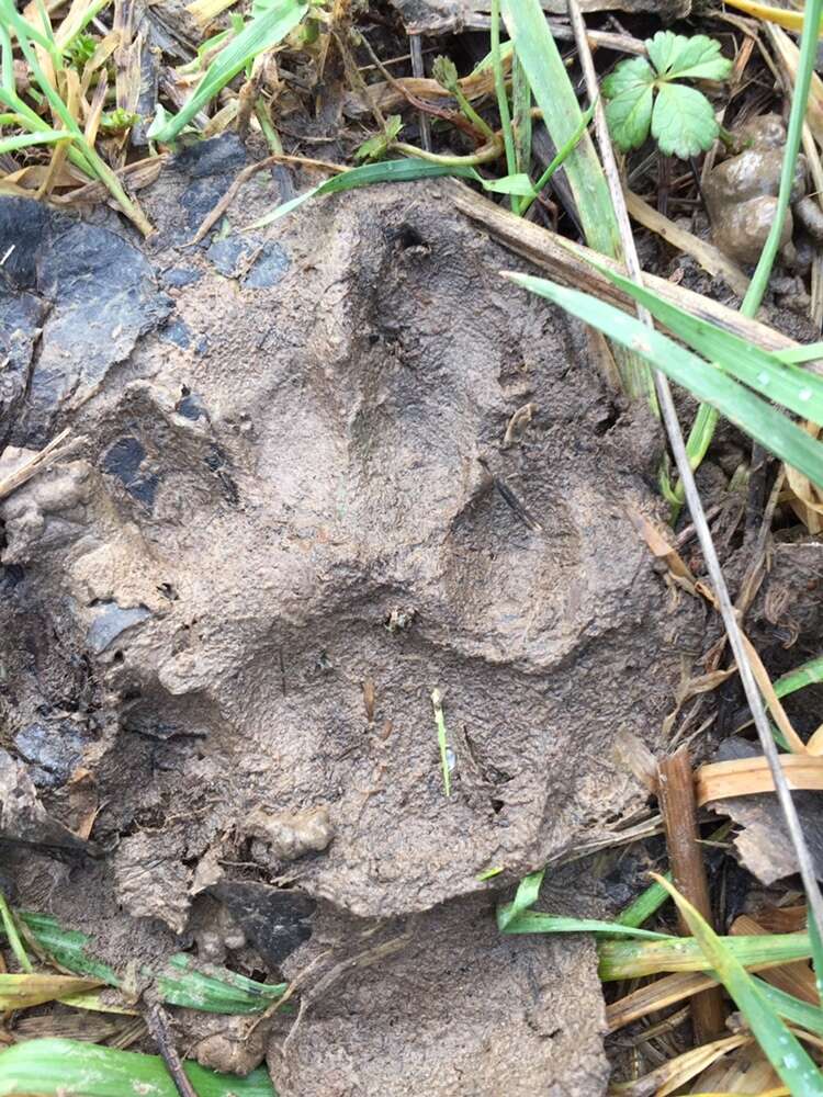 Image of European Wildcat