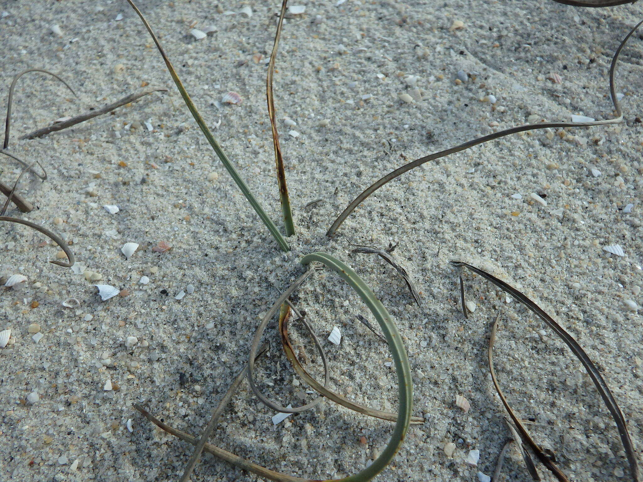 Image de Cyperus capitatus Vand.