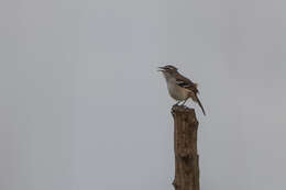 Image of Brown-backed Scrub Robin