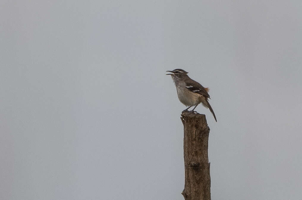 Image of Brown-backed Scrub Robin