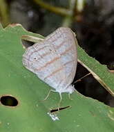 Image of Cepheuptychia glaucina Bates 1865