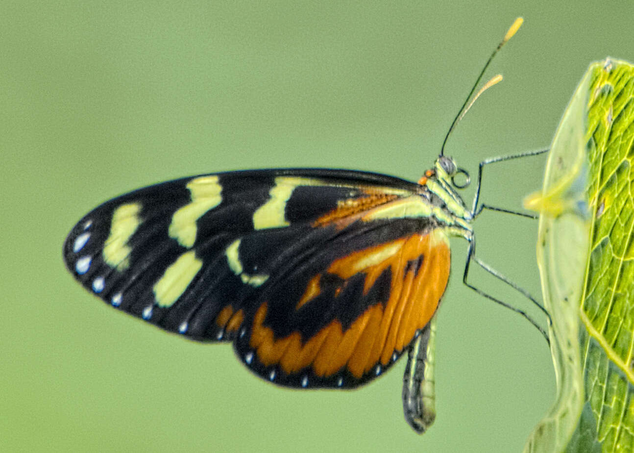 Imagem de Mechanitis polymnia Linnaeus 1758