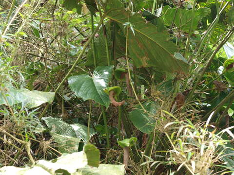 Image of Anthurium bogotense Schott