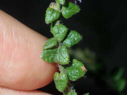 Image of Sparkling Mint-bush