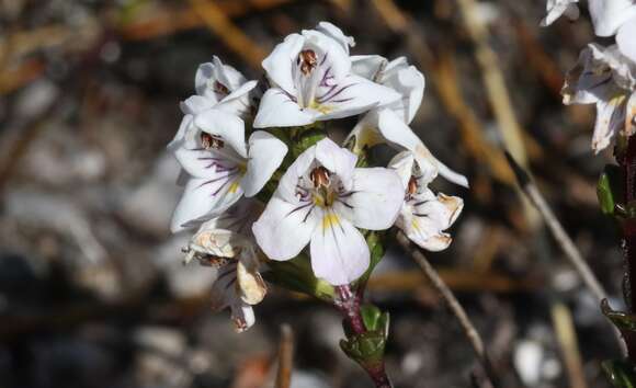 Image of Euphrasia striata R. Br.