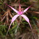 Image of Caladenia winfieldii Hopper & A. P. Br.