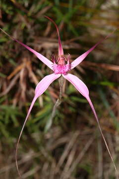 Caladenia winfieldii Hopper & A. P. Br. resmi