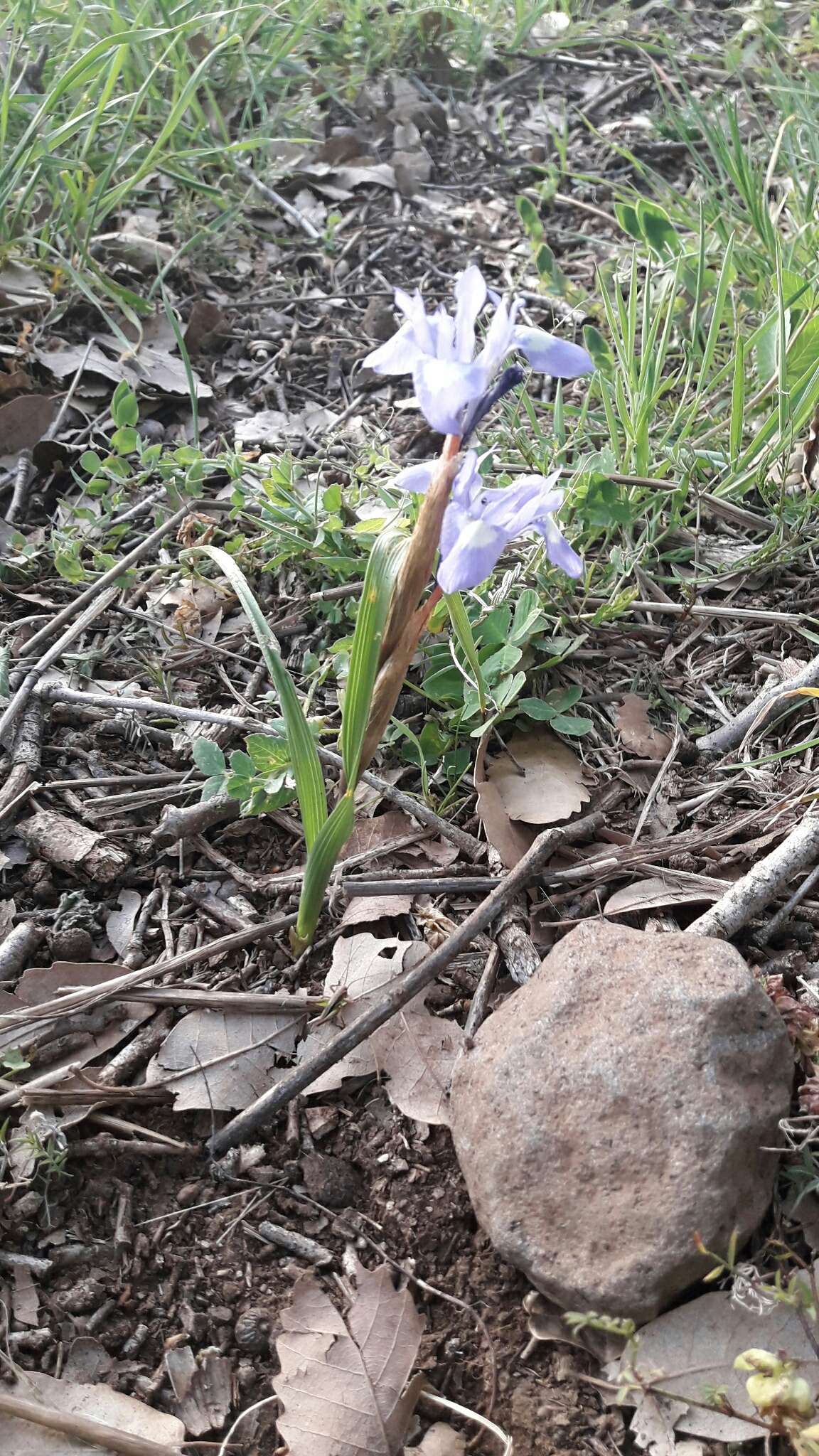 Image of Barbary Nut Iris