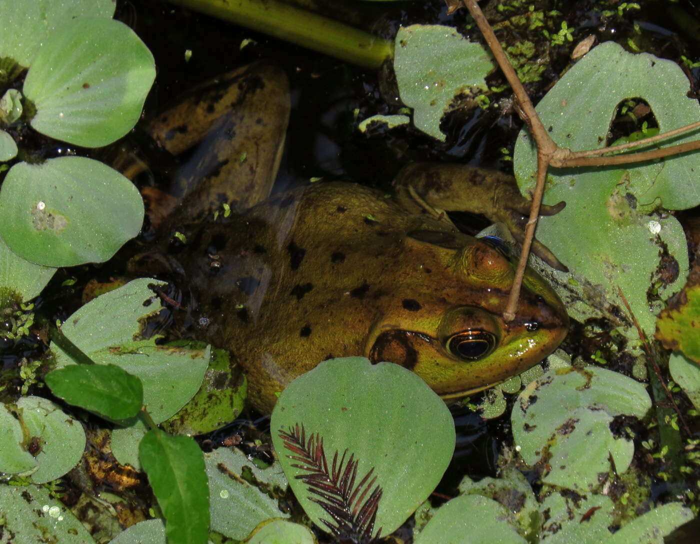 Image of Pig Frog