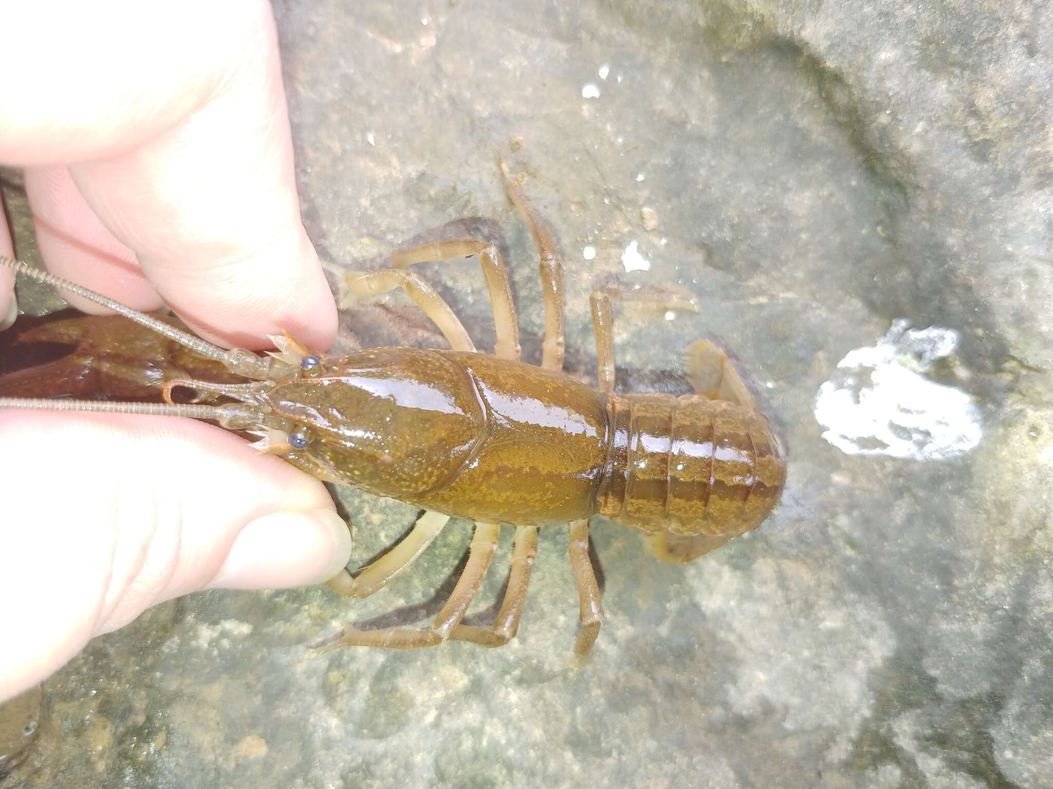 Image of Cambarus striatus Hay 1902