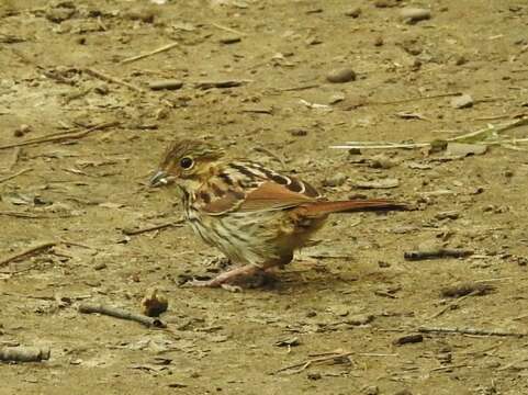 Melospiza georgiana georgiana (Latham 1790) resmi