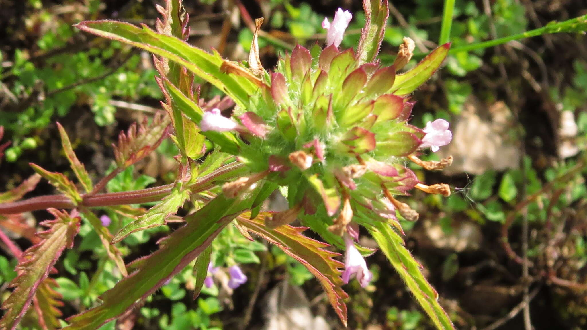 Image de dracocéphale à petite fleur