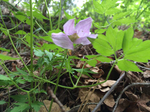 Sivun Clematis columbiana (Nutt.) Torr. & Gray kuva