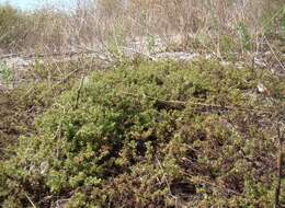 Image of spreading bedstraw