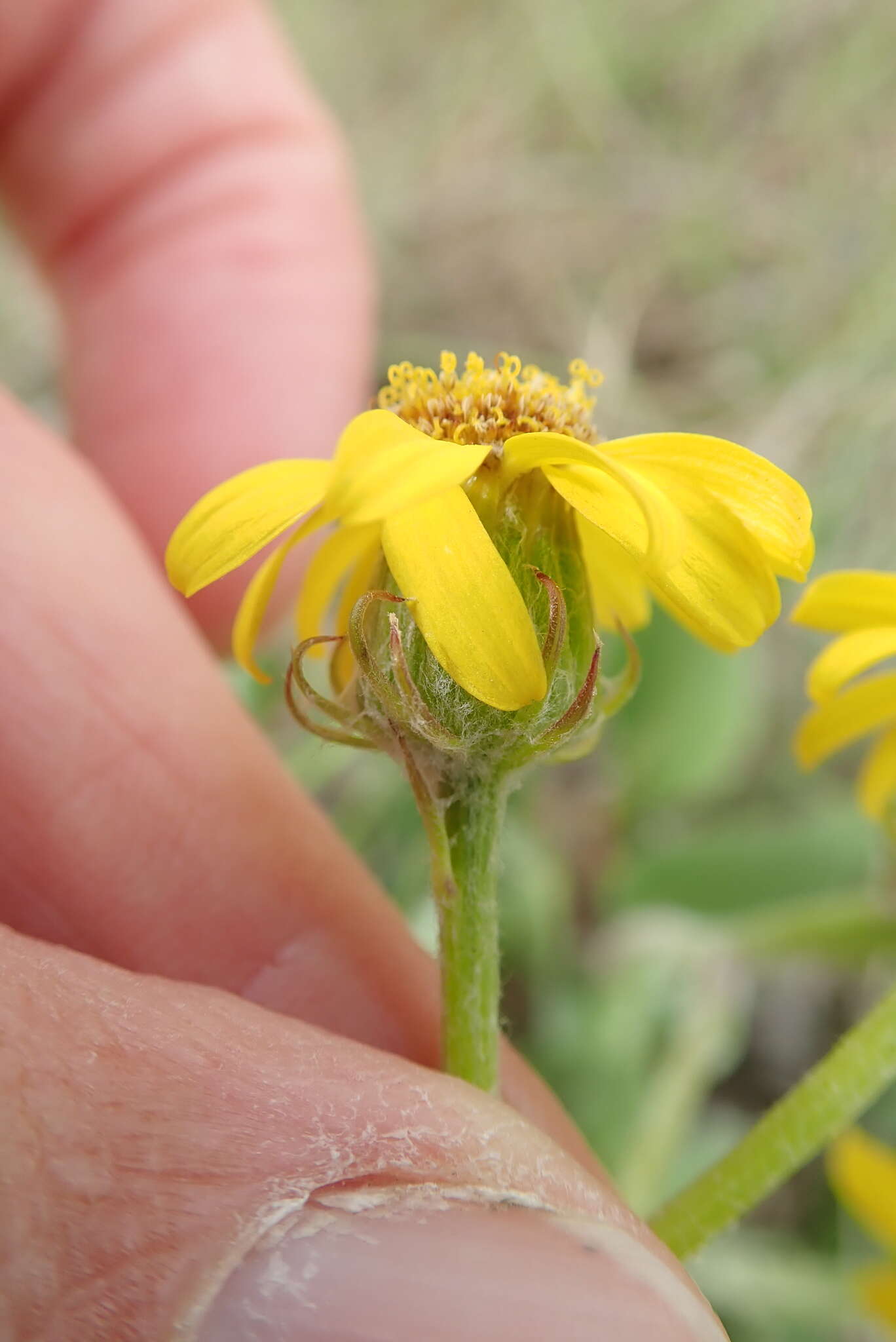 صورة Senecio coronatus (Thunb.) Harv.