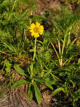 Слика од <i>Arnica unalaschcensis</i> var. <i>tschonoskyi</i>