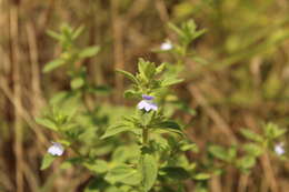 Plancia ëd Achetaria bicolor Pennell