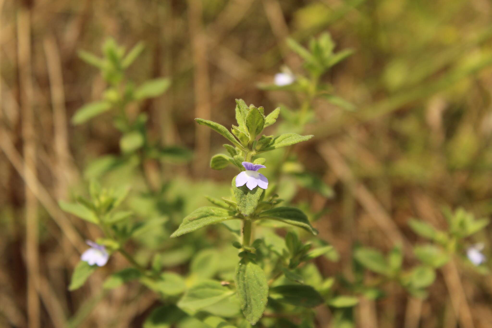 Image de Achetaria bicolor Pennell