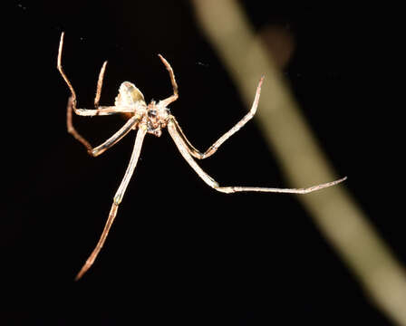 Image of Twig Orb-web Spiders