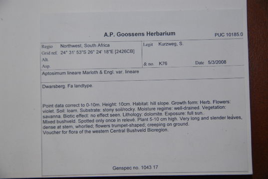 Image of Aptosimum